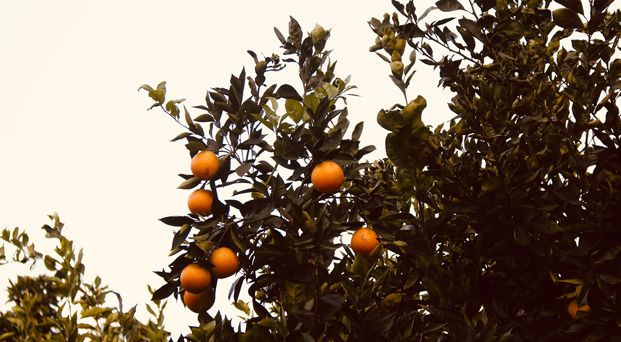 These pages celebrate the 12 new Jotun colours of 2020, each one capturing a different facet of personality or a new hope for the future.